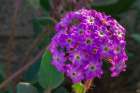 USA, California, Anza Borrego Desert State Park. Verbena blossom close-up. Art Print